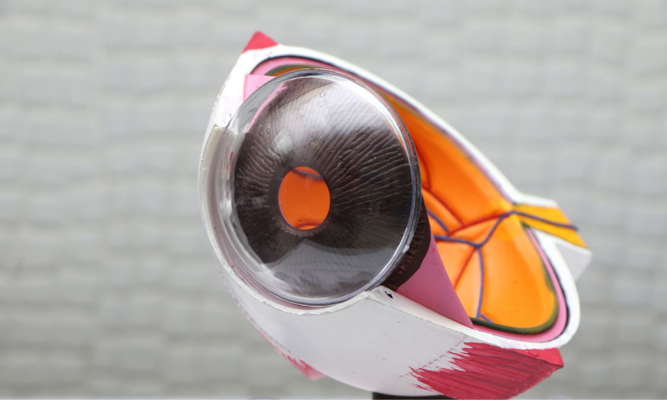 Umami View: Die neue Rolle von Optometristen & Augenoptiker